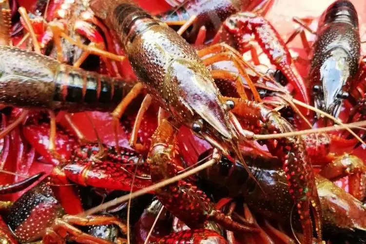 	小龙虾